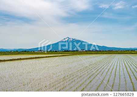 插秧後的稻田與岩木山 127665829
