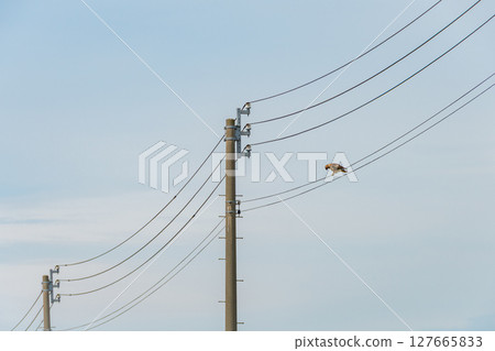 A black kite perched on an electric wire A black kite perched on an electric wire 127665833