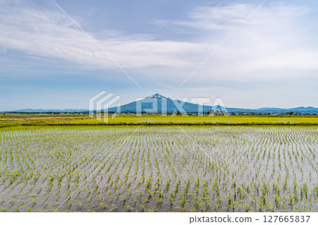 Rice fields after rice planting and Mt. Iwaki Rice fields after rice planting and Mt. Iwaki 127665837