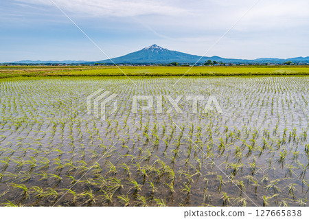 Rice fields after rice planting and Mt. Iwaki 127665838
