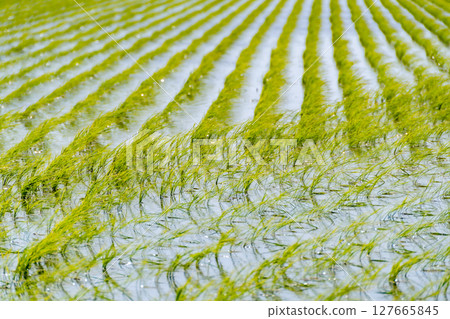 春風中搖曳的稻苗 127665845