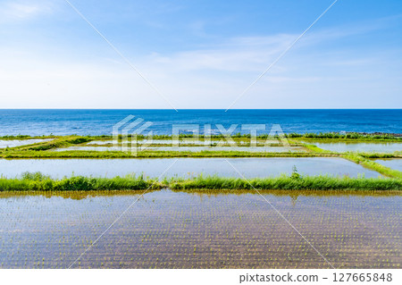 Rice fields along the coast where rice planting has been completed 127665848