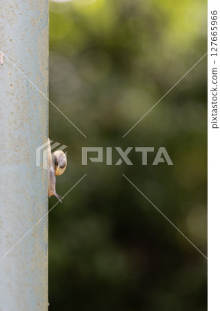 A caterpillar crawling along a wall A snail on a rainy day A caterpillar crawling along a wall A snail on a rainy day 127665966