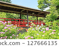 Hydrangeas in full bloom and the walkway at Hondo-ji Temple in Matsudo City 127666135