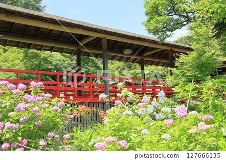 Hydrangeas in full bloom and the walkway at Hondo-ji Temple in Matsudo City 127666135
