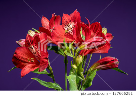 Bold Red Alstroemeria Flowers on a Deep Purple Backdrop 127666291