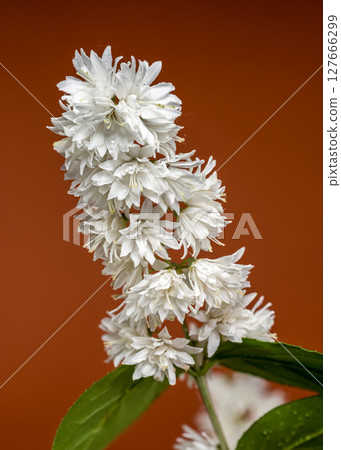 Double White Deutzia Flowers Against a Warm Earth Tone Background Double White Deutzia Flowers Against a Warm Earth Tone Background 127666299