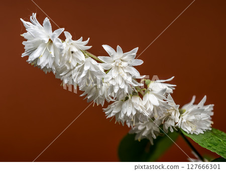 Double White Deutzia Flowers Against a Warm Earth Tone Background 127666301