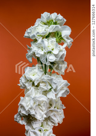 White Matthiola Blooms Displayed Against a Vibrant Orange Backdrop 127666314