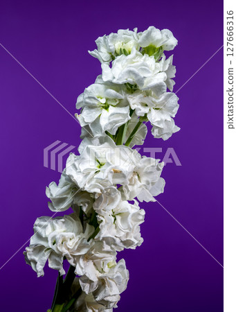 White Matthiola Blooms Against a Rich Purple Backdrop White Matthiola Blooms Against a Rich Purple Backdrop 127666316