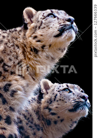 Snow leopard 127666339