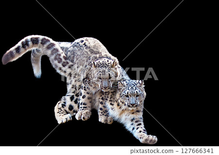 Snow leopard 127666341