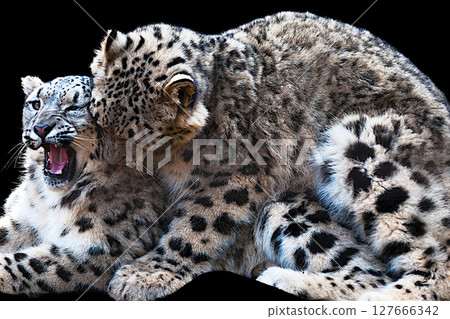 Snow leopard 127666342