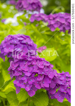 紫色繡球花點亮雨季 紫色繡球花點亮雨季 127666401