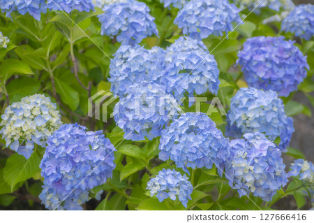 藍色繡球花點亮雨季 藍色繡球花點亮雨季 127666416