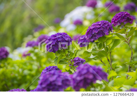 紫色繡球花點亮雨季 127666420