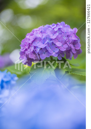 紫色繡球花點亮雨季 紫色繡球花點亮雨季 127666421