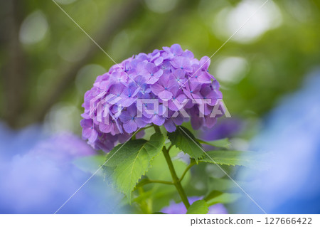 紫色繡球花點亮雨季 紫色繡球花點亮雨季 127666422