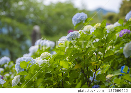 初夏的天空和盛開的繡球花 127666423