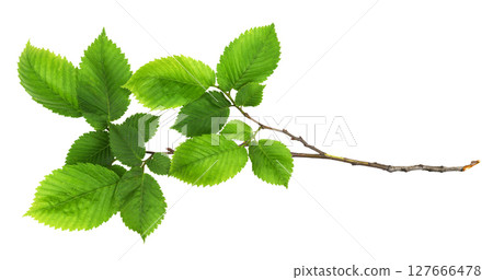 Closeup of branch of fresh green elm-tree leaves isolated on white Closeup of branch of fresh green elm-tree leaves isolated on white 127666478