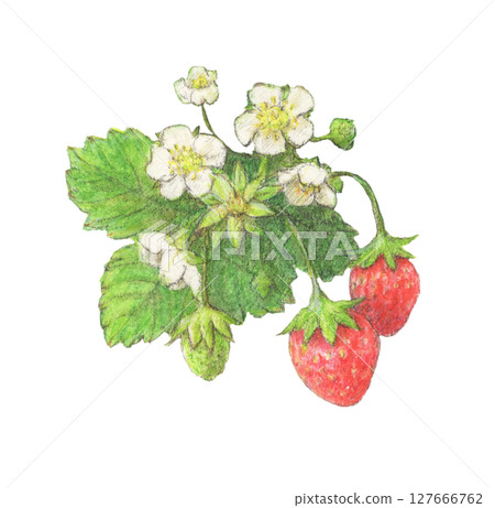 草莓水彩鉛筆插畫 127666762