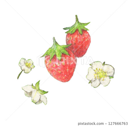 Strawberry watercolor pencil illustration 127666763