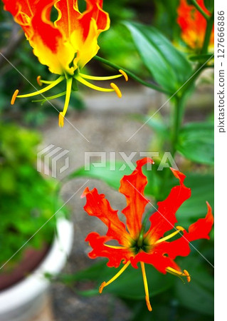 Red Gloriosa flower Red Gloriosa flower 127666886