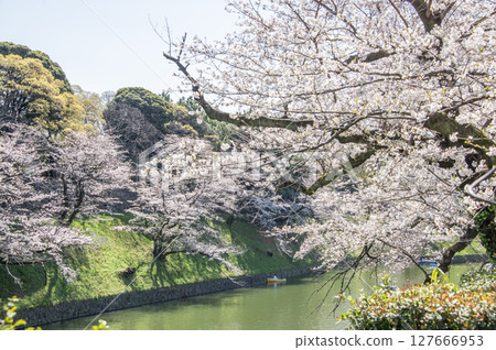 東京千代田區千鳥淵的櫻花 127666953