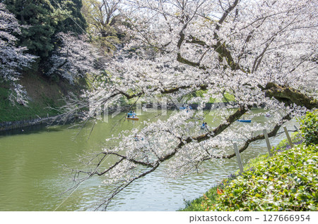 東京千代田區千鳥淵的櫻花 127666954
