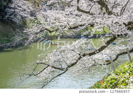 東京千代田區千鳥淵的櫻花 東京千代田區千鳥淵的櫻花 127666957