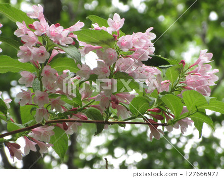 新鮮的綠葉和紅色的繡線菊花 127666972