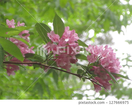 盛開的粉紅色花朵 127666975