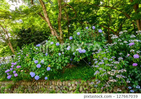 東京都日野市高幡不動繡球花節2025 東京都日野市高幡不動繡球花節2025 127667039