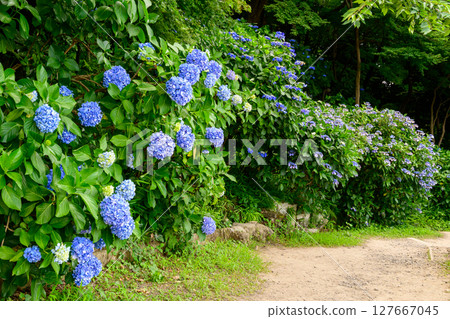 東京都日野市高幡不動繡球花節2025 東京都日野市高幡不動繡球花節2025 127667045