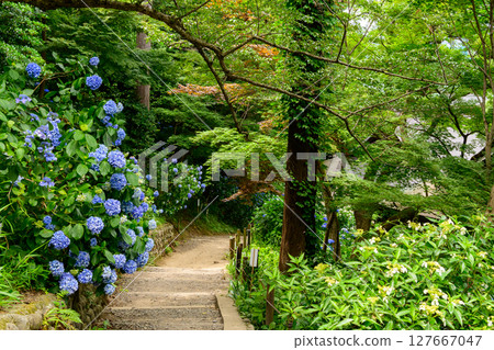 Takahatafudo Hydrangea Festival 2025, Hino City, Tokyo Takahatafudo Hydrangea Festival 2025, Hino City, Tokyo 127667047