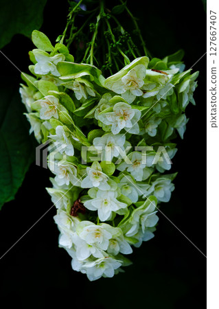 Hydrangea monadelpha, native to eastern North America, found along the promenade Hydrangea monadelpha, native to eastern North America, found along the promenade 127667407