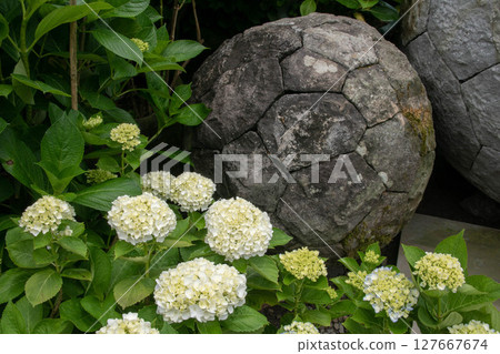繡球花 127667674