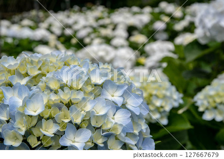 Hydrangea 127667679