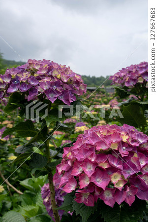 Hydrangea 127667683