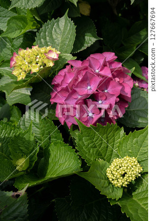 Hydrangea Hydrangea 127667694