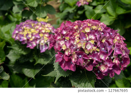 繡球花 127667695