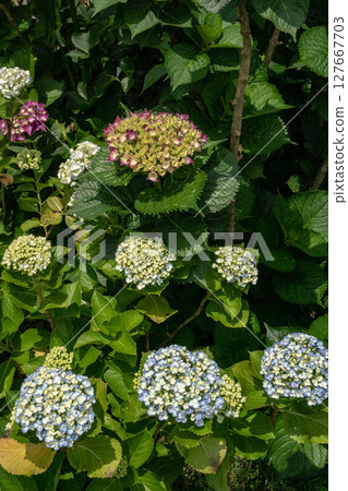 Hydrangea 127667703