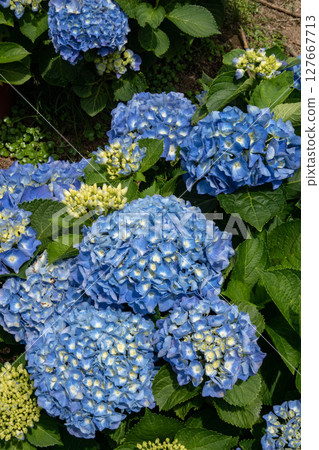 Hydrangea 127667713