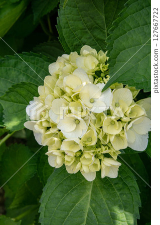 繡球花 繡球花 127667722