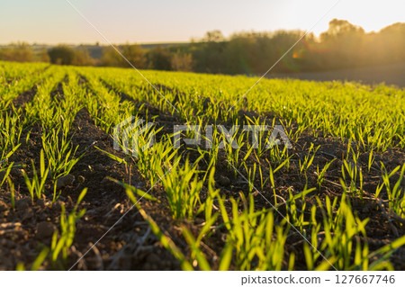 Fresh green wheat sprouts emerge from rich soil, basking in the warm sunlight of a crisp winter morning Fresh green wheat sprouts emerge from rich soil, basking in the warm sunlight of a crisp winter morning 127667746