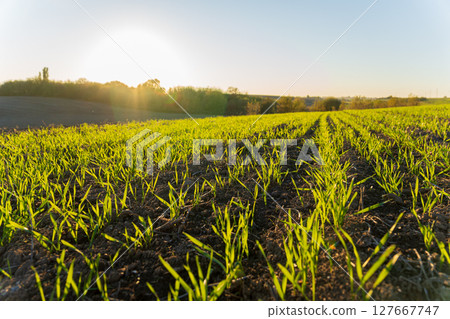 Green wheat sprouts stretch in the field as the winter sun rises, casting a warm glow and a hopeful atmosphere 127667747