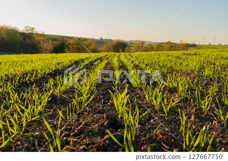 Winter wheat sprouts emerge in neat rows, stretching towards the soft light of dusk, creating a serene, green landscape filled with life Winter wheat sprouts emerge in neat rows, stretching towards the soft light of dusk, creating a serene, green landscape filled with life 127667750