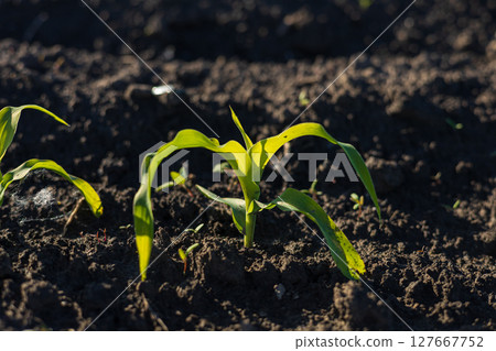 Delicate young corn plants break through rich, dark soil, stretching their vibrant leaves towards the golden sunlight, signaling new growth Delicate young corn plants break through rich, dark soil, stretching their vibrant leaves towards the golden sunlight, signaling new growth 127667752