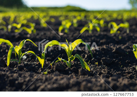 Young corn plants stretch upward, basking in sunshine, with a backdrop of fertile land creating a vibrant agricultural landscape 127667753