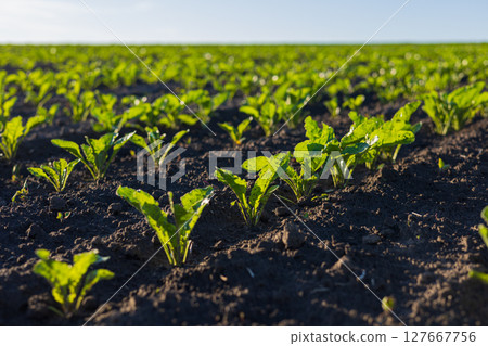 Lush green sugar beet seedlings stretch upwards in rich dark soil, basking in the warm sunlight of a beautiful day Lush green sugar beet seedlings stretch upwards in rich dark soil, basking in the warm sunlight of a beautiful day 127667756